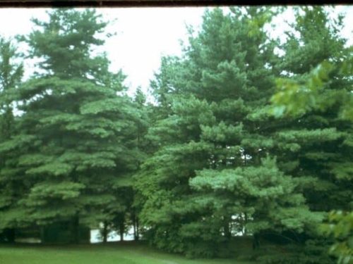 Pine, White (Pinus strobus)