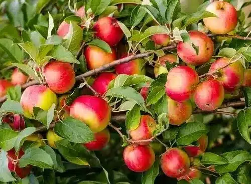 Apple Standard, Yates Heirloom