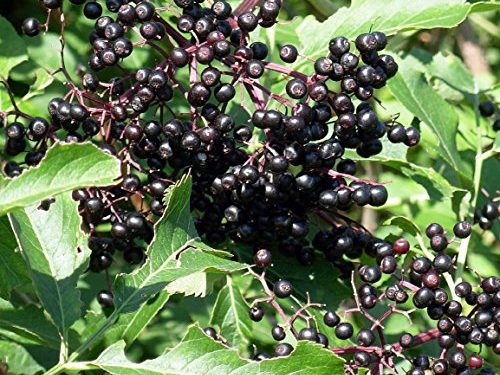 Elderberry (Sambucus canadensis) - Adam's Cultivar