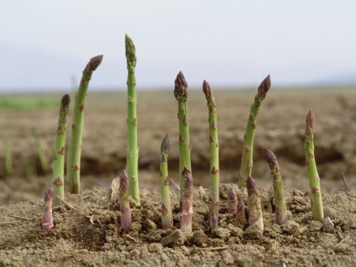 Asparagus, Jersey Knight