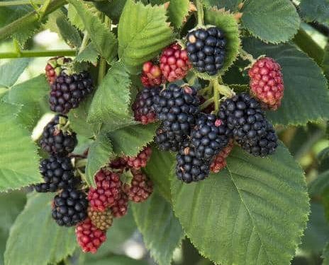 Blackberry