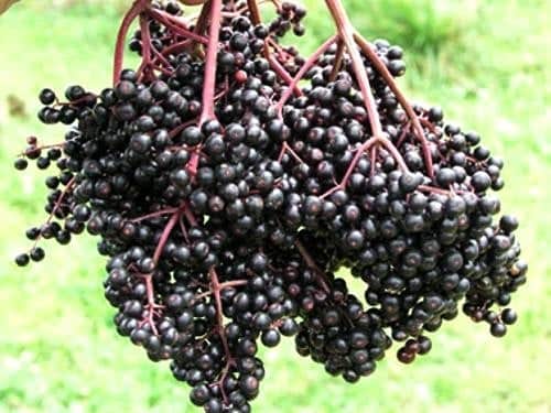 Elderberry (Sambucus canadensis) - Bob Gordon Cultivar