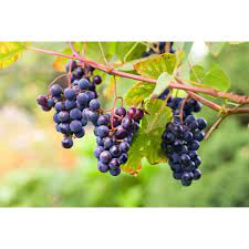 Grape, Concord Seedless