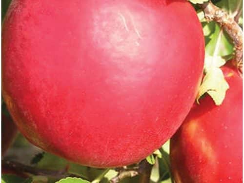 Apple Dwarf, Crimson Crisp