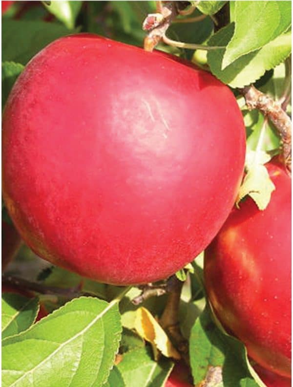 Apple Dwarf, Crimson Crisp