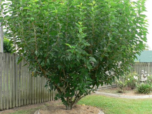 Mulberry, Dwarf Everbearing
