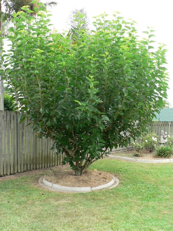 Mulberry, Dwarf Everbearing