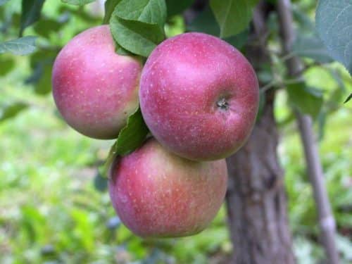 Apple Semi-Dwarf, Fuji