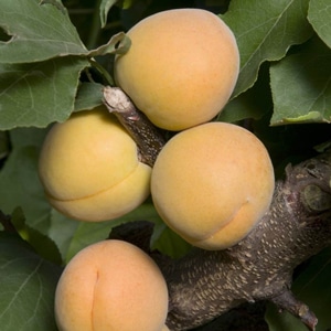 Apricot, Goldcot