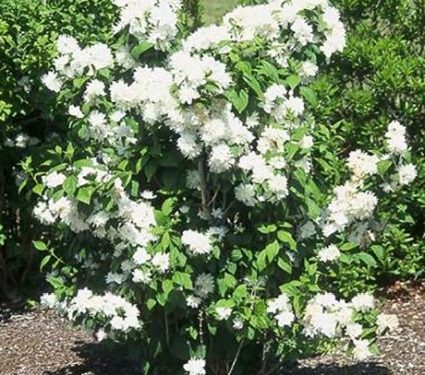 Mock Orange, Minnesota Snowflake (Philadelphus x virginalis 'Minnesota Snowflake')