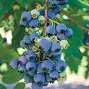 Blueberry, Ochlockonee (Rabbiteye)