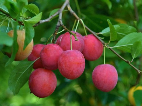 Plum, Standard, AU Cherry