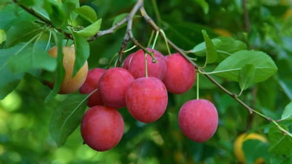Plum, Standard, AU Cherry
