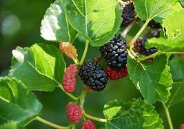 Mulberry, Red