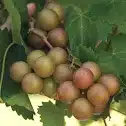 Grape