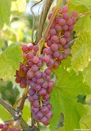 Grape, Vanessa Seedless