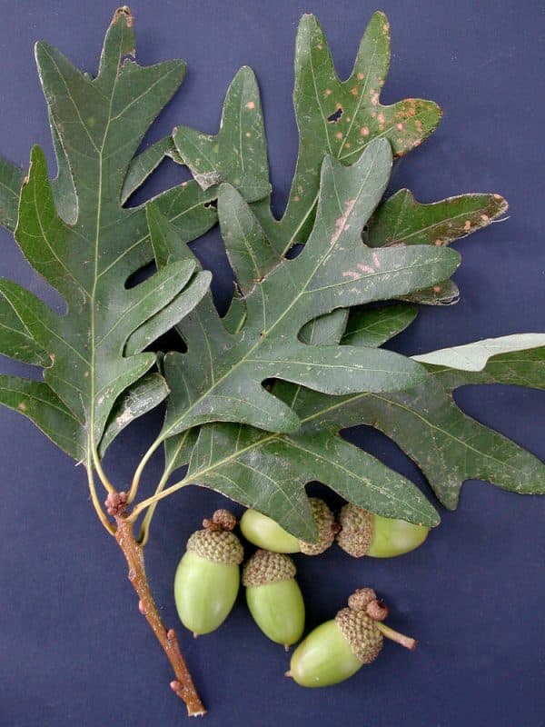 White Oak (Quercus alba) - Image 2