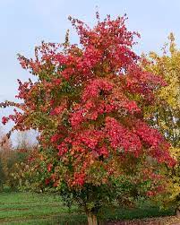 Maple, Trident
