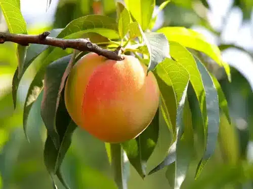 Peach, Standard Belle of Georgia
