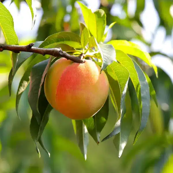 Peach, Standard Belle of Georgia