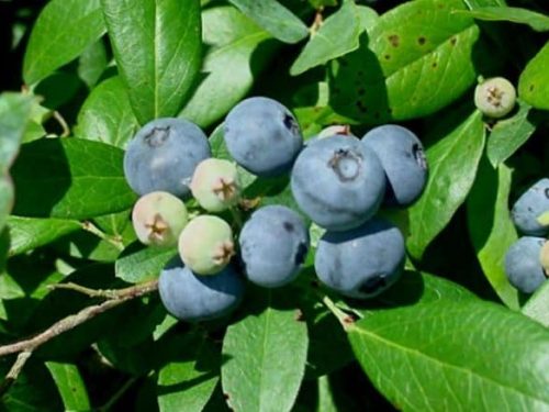Blueberry