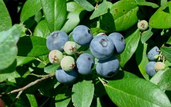 Blueberry, Centurion (Rabbiteye)