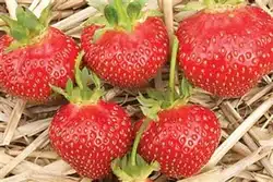 Strawberry, Galetta (10 plants)