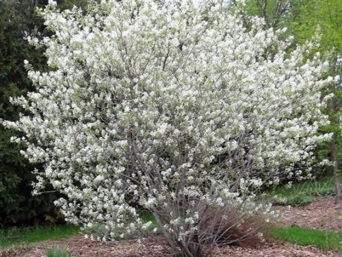 Serviceberry, Autumn Brilliance