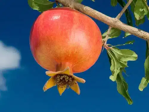 Pomegrante