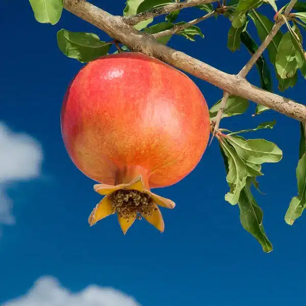 Pomegranate, Wonderful