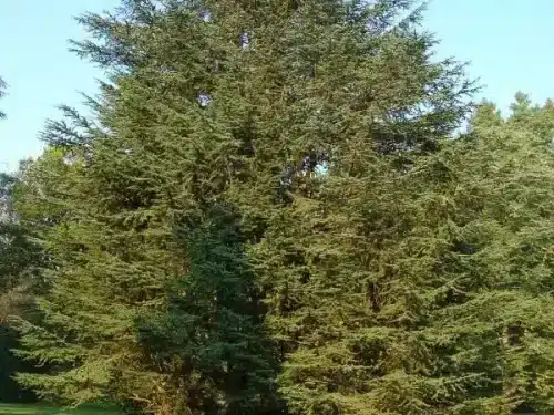 Cedar, Eastern Red