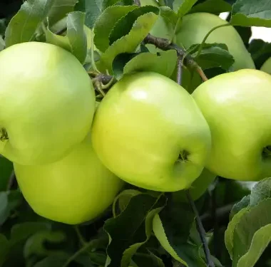 Apple, Dwarf Ginger Gold
