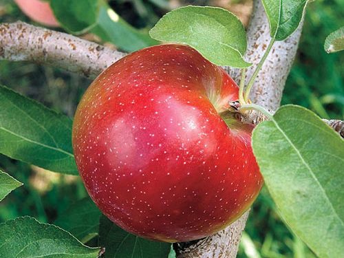 Apple, Semi Dwarf, Liberty