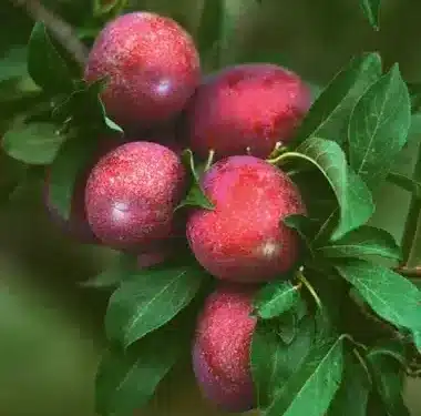 Plum, Standard Ozark Premier