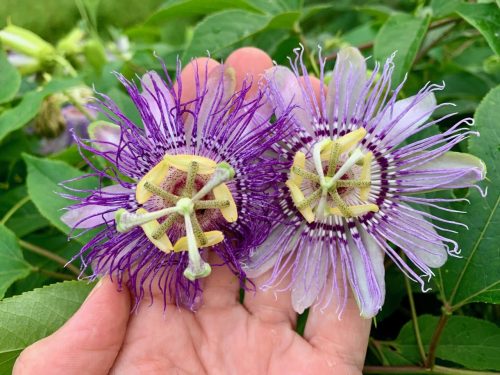 Passionflower