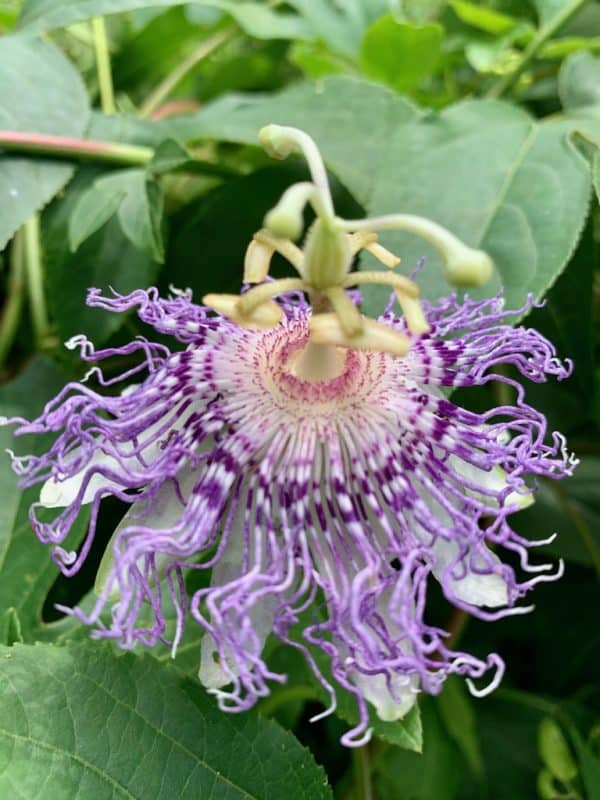 Passionflower, Purple - Image 2