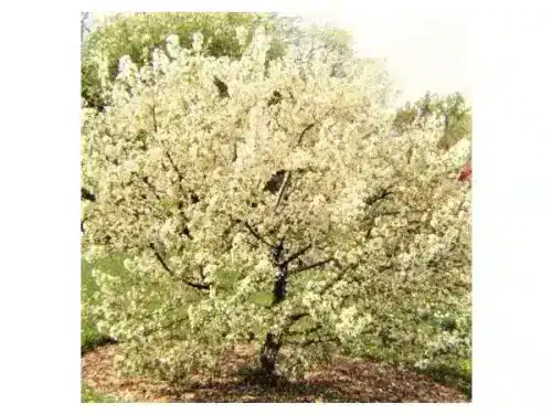 Crabapple, Standard Sugar Tyme