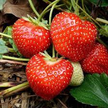 Strawberry, AC Valley Sunset (10 plants)