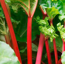Rhubarb