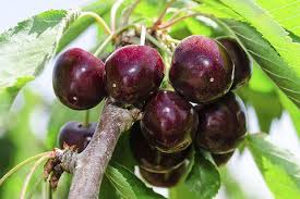 Cherry, Standard, Black Tartarian
