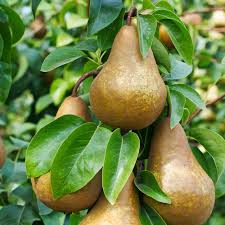 Pear