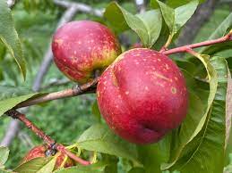 Nectarine