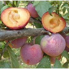Plumcot