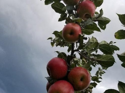 Apple, standard, Freedom