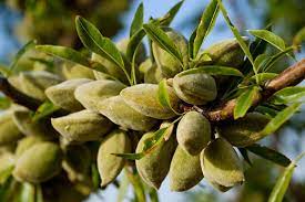 Almond, Halls Hardy