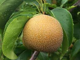 Asian Pear, Standard, Hosui