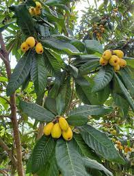 Fruit Bushes