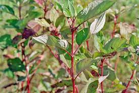 Dogwood, Red Osier