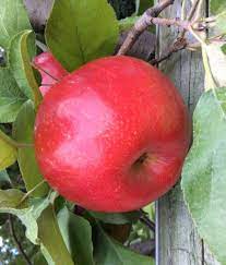 Apple, standard, Roseland Red Honeycrisp