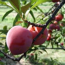 Plum, Standard, Superior